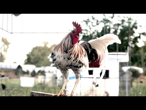 Bill Roberts Butcher