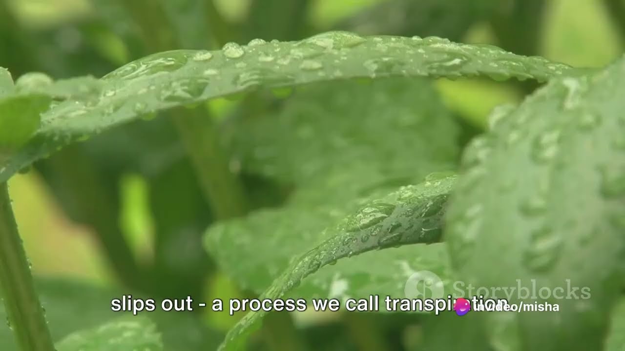 The Hydrological Cycle |Water Cycle | Understanding Evapotranspiration