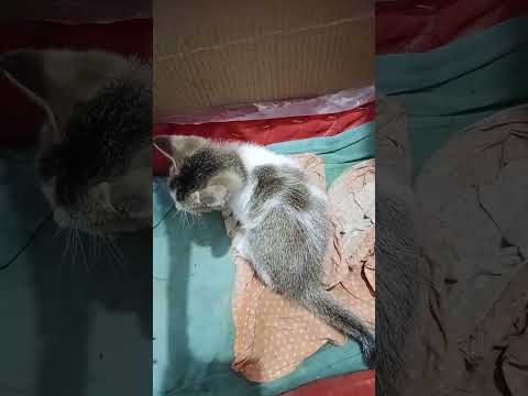 Cat🐈 video 