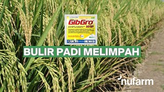 Download lagu Gibgro 10 SP - Bulir Padi Melimpah mp3