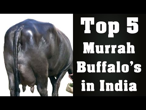 download lagu mp3 mp4 Lifespan Of Buffalo In India, download lagu Lifespan Of Buffalo In India gratis, unduh video klip Lifespan Of Buffalo In India