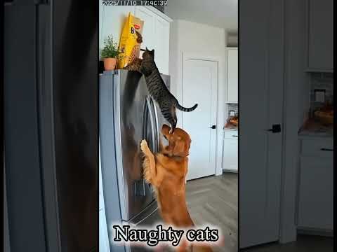Cats Being Absolutely Hilarious! #funny #cat