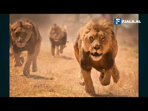 Luani, karakteristikat e tij