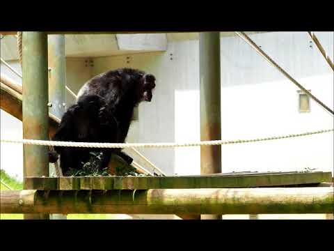 モモコとフブキとケンタ（多摩のチンパンジー)