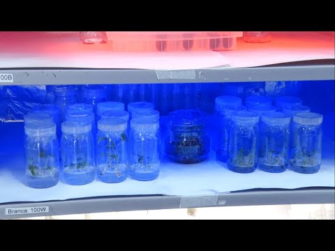 Esalq busca formas de produzir alimentos no espaço
