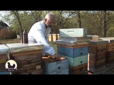 Saveti profi pčelara (J. Balint) - Prolećni razvoj i sprečavanje rojenja