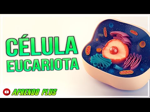CÉLULA EUCARIOTA | Célula eucarionte | Todo sobre la célula | Célula animal, célula vegetal