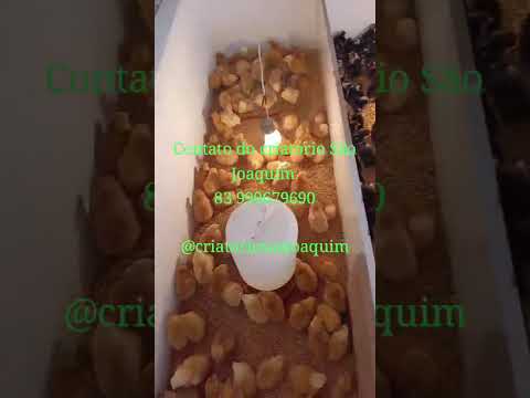 Criatorio São Joaquim Itaporanga PB