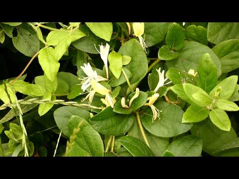 森のスイカズラ 植物