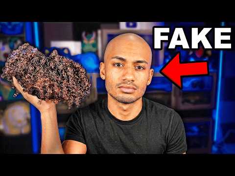 I Exposed FAKE YouTubers in Steal a Brainrot!