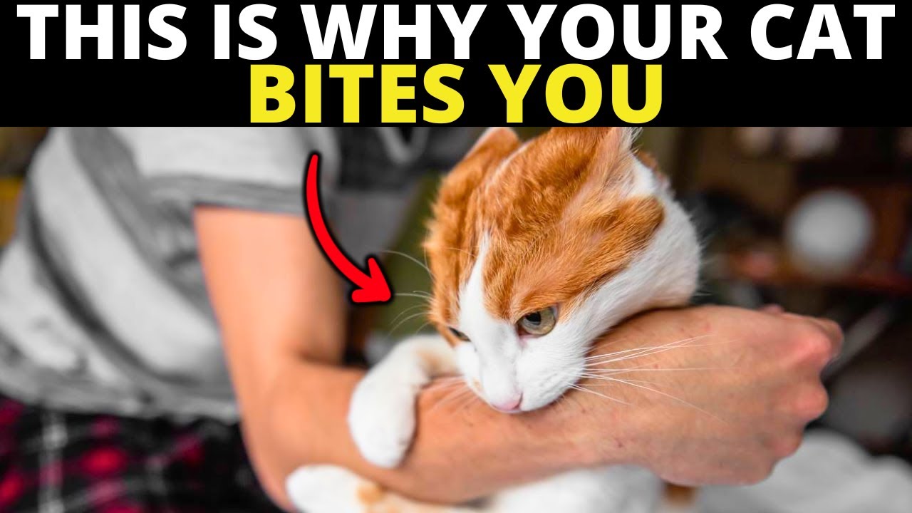 If Your Cat Bites You, They Are Trying To Tell You THIS...