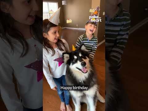 Dog Howls as His Family Sings Happy Birthday to Him