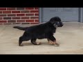 German Shepherd dogs for sale: Alex - Video 2