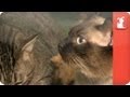 Inseparable, large cats must go together - Unadoptables