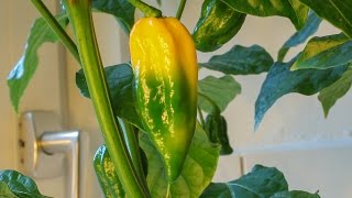 Fatalii Chili fruits ripening Time-Lapse (Green to yellow in 2½ days)
