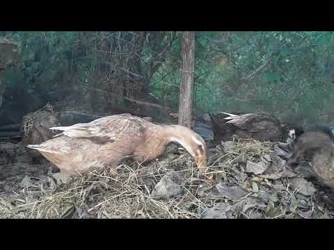 How to Raising Millions of Duck on Rice Field For Meat - Free range Duck Farming