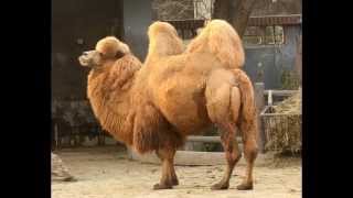 Dromedário X Camelo X Rodrigo