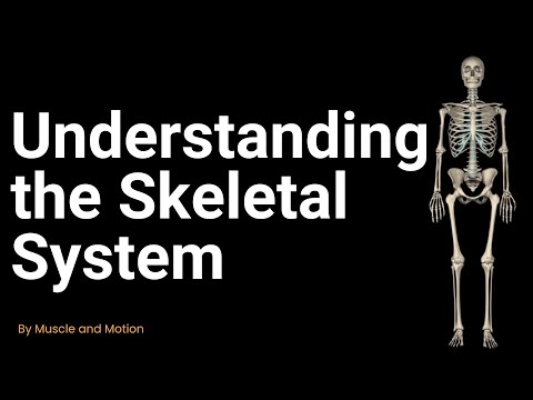 Understanding the Skeletal System: Types and Functions of Bones