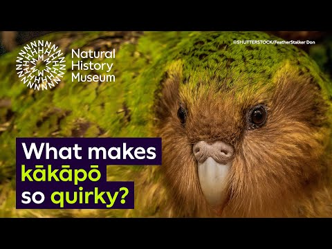 Neuseelands endemische und gefährdete Kākāpō-Art