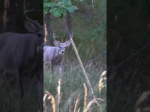 Here's a tip if you're new to crossbows #archery #deer #hunting #deerhunting