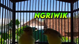 Download lagu Sirtu Cipoh Ngriwik Belajar Bunyi Suara Jernih mp3 Download lagu Sirtu Cipoh Ngriwik Belajar Bunyi Suara Jernih mp3