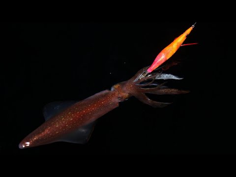 Kako uloviti lignju sa obale - odabir pribora i skosavica, prezentacija i vođenje