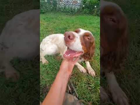 George, an adoptable English Setter in Wood Dale, IL_image-1