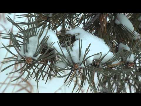 Người em nhỏ Sheet - Mai Hương