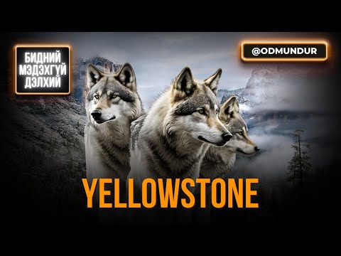 Хангайн эзэн чоно гэдгийг баталсан Шар Чулуут - БИДНИЙ МЭДЭХГҮЙ ДЭЛХИЙ