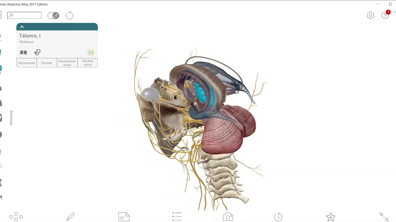 el interior del encéfalo en  3D
