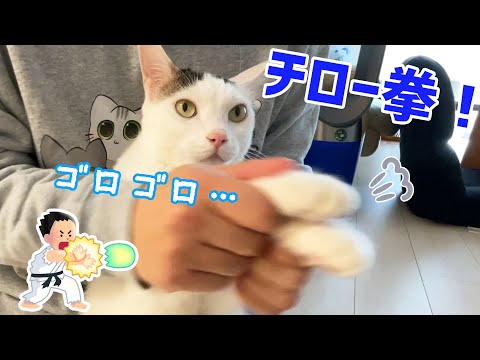 爆音エンジン鳴らしながらパパにたくさん遊ばれる猫チロさん