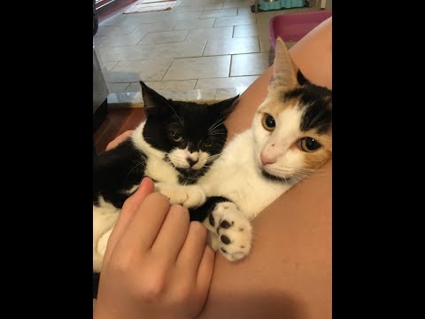 Raven and Rosie, an adopted Domestic Short Hair in South Ozone Park, NY_image-1