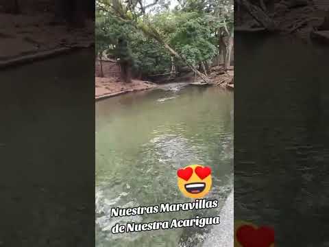 Araure Edo . portuguesa. Acarigua.