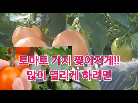 , title : '화분 텃밭에 심은 '토마토' 풍성하게 많이 열리게 하려면, 병충해 영양제 빨리 이렇게 하세요!!'