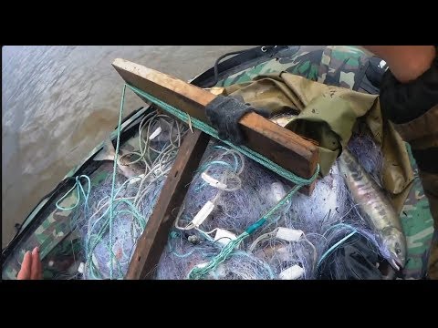 Рыбалка сетями, Лицензионный лов кеты на Амуре, рыбалка с fisherman dv. 27 rus
