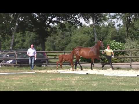 Fohlenrundfahrt 2021 - 13 Hengstfohlen v. Casall