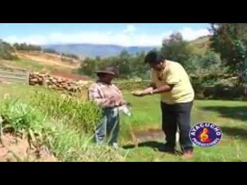 hojita  verde de la  coca