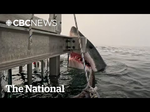 #TheMoment a great white shark surprised Halifax researchers