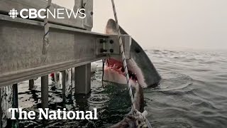 #TheMoment a great white shark surprised Halifax researchers