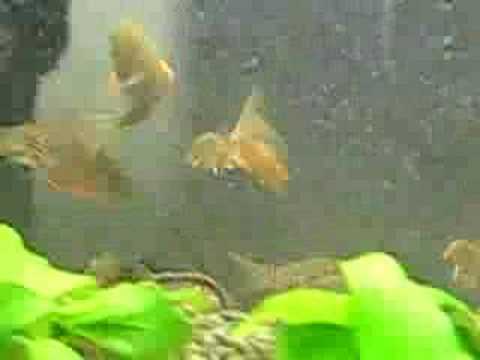 Corydoras Tank 01