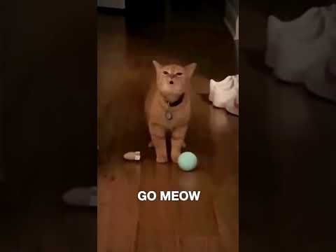 I Go Meow xD, Subscribe❤️