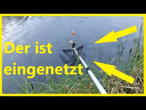 Pike fishing with bait fish and float after work