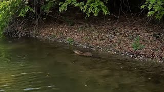 【カピバラ太郎】息子の誕生日にボートでブラックバス釣り行ったらヌートリアおった