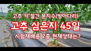 고추 심은지 45일 절간 키 분지수(방아다리) [고추재배방법]
