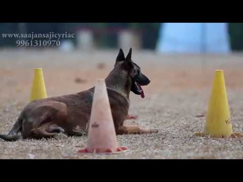 Saajan Saji Cyriac K9 dog training school.9961310970