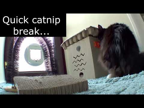 Just an ordinary day in the life of Mr. Darcy, tuxedo cat 🐈‍⬛, feat. Grigio 🐈and Heri 🦔