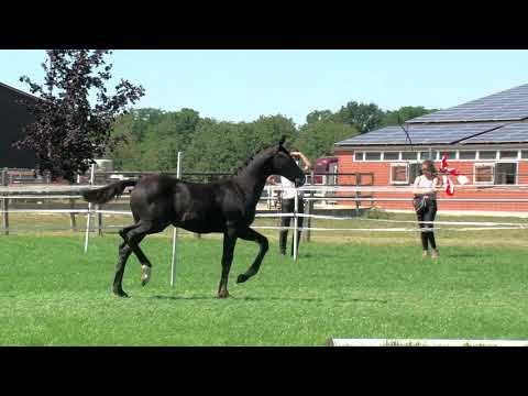 Stf v Escamillo x For Romance I x De Niro 2020