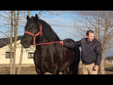 Armasarii lui Mircea de la Ruseni, Satu Mare 2021 Nou!!!