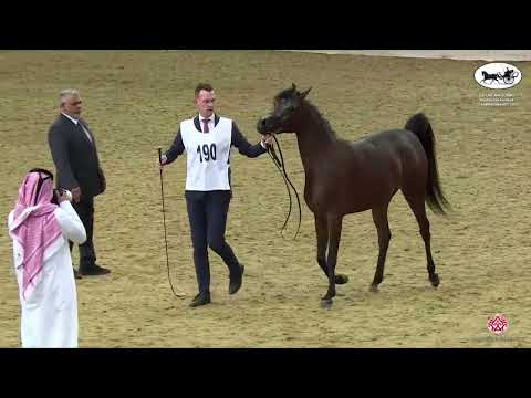 N 190 NAMAH AL SHAHANIA   Qatar National Arabian Horse Championship 2022   Fillies 2 Years Old Class