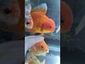 Aquarium Mas Koki Goldfish